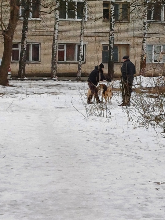 Осторожно, нападение собак!