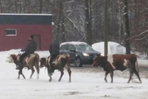 Необычные наездники в Пензе🐮