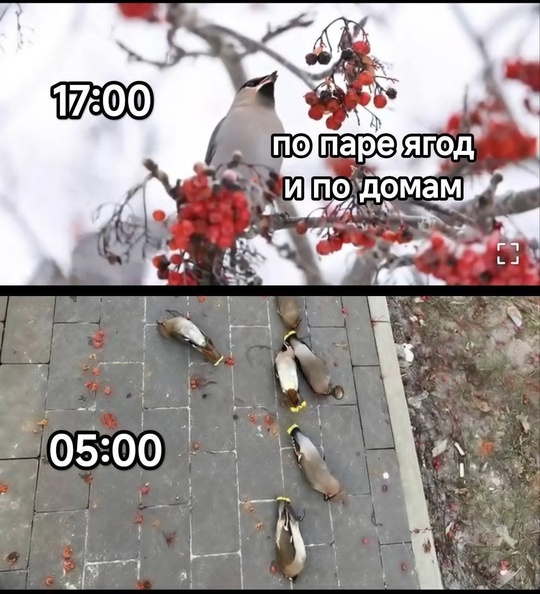 Птицы-алкоголики захватили города, будьте осторожны!