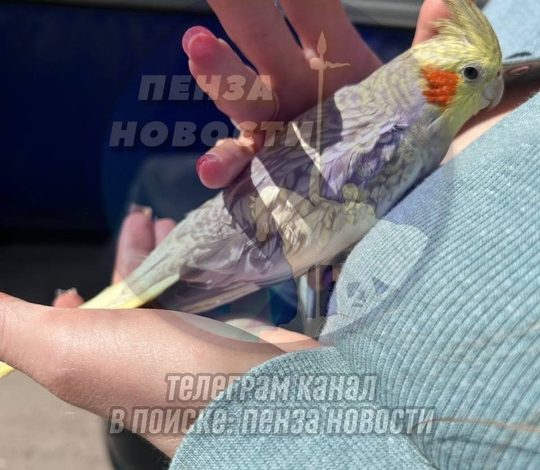 Спасение попугая в Пензе