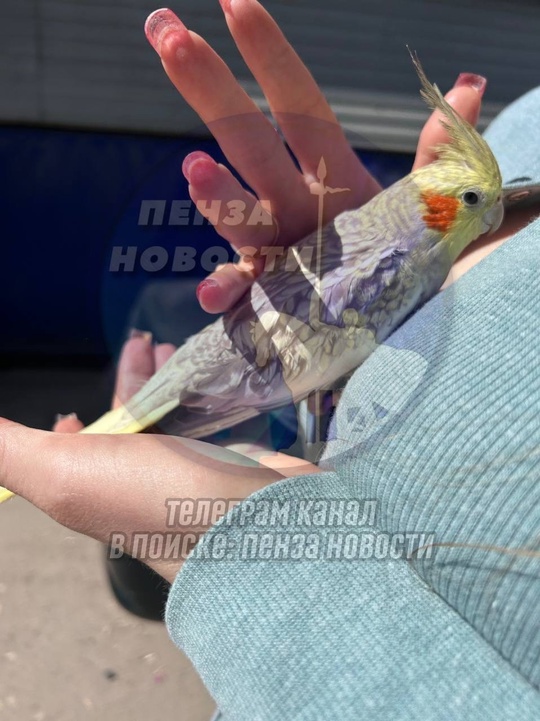 Спасение попугая в Пензе