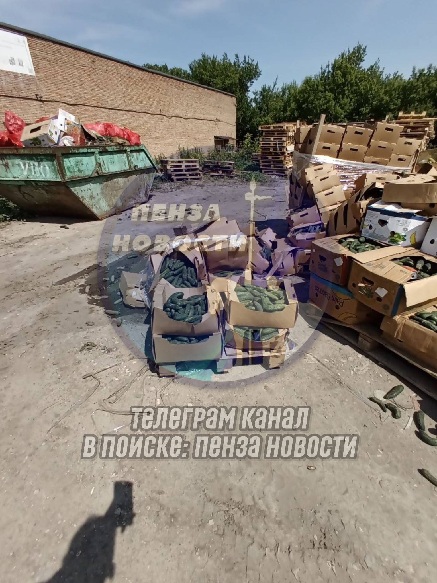 Неожиданная щедрость овощами в Пензе