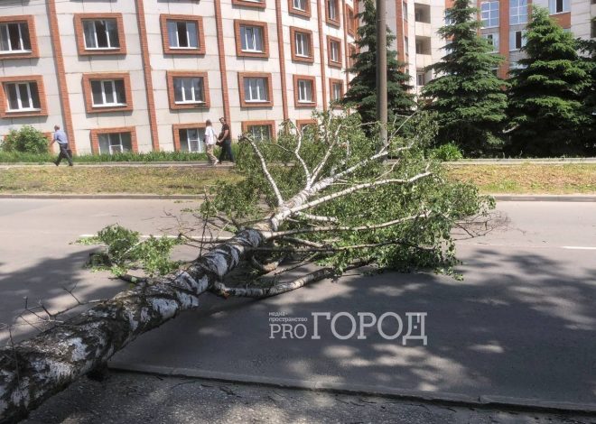 Дерево упало на улице Маршала Крылова