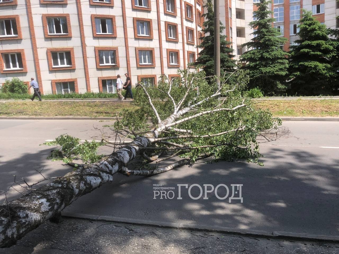 Дерево упало на улице Маршала Крылова