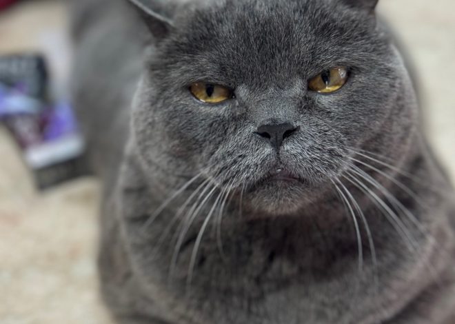 Пропажa кота по адресу СНТ СОЛНЫШКО
