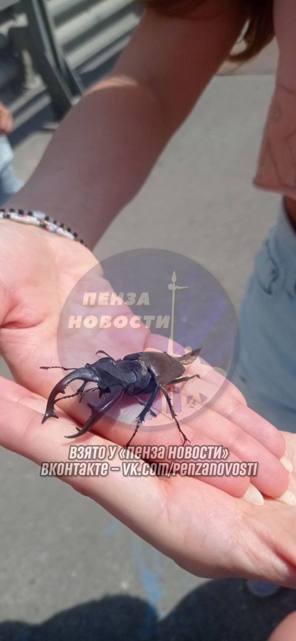 Жук-олень в Пензе: редкий вид под угрозой