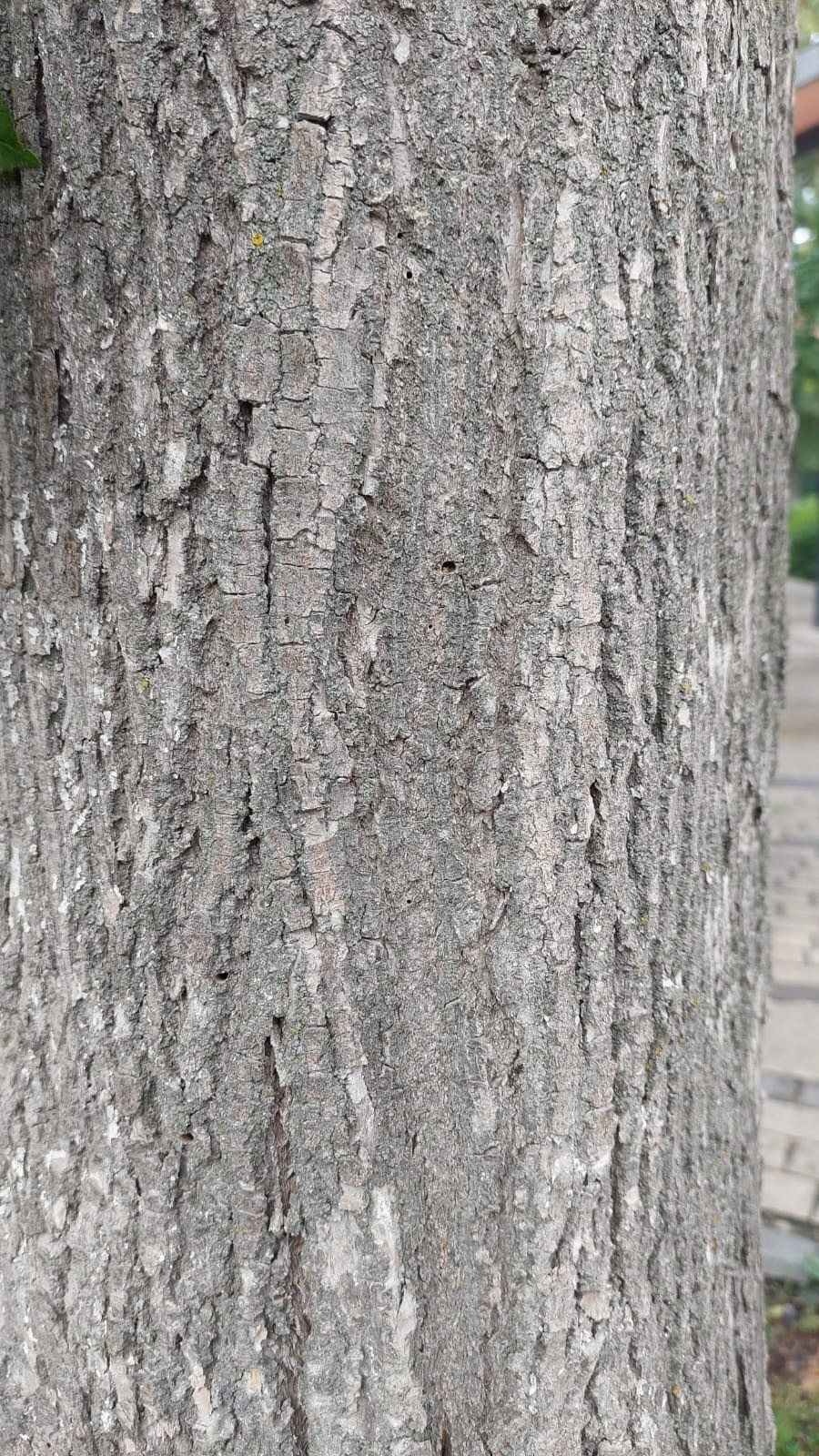 Спил деревьев в парке из-за златки