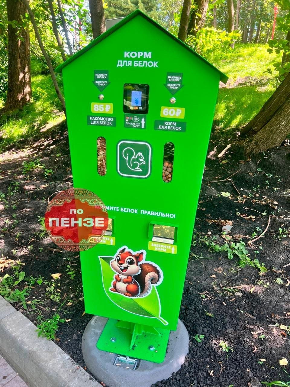 Корм для белок на Олимпийской аллее в Пензе