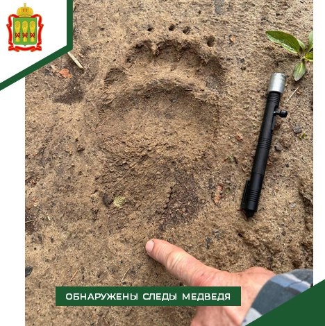 Обнародование о медведе в Вечкиле