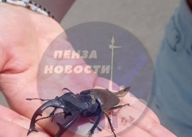 Жук-олень в Пензе: редкий вид под угрозой